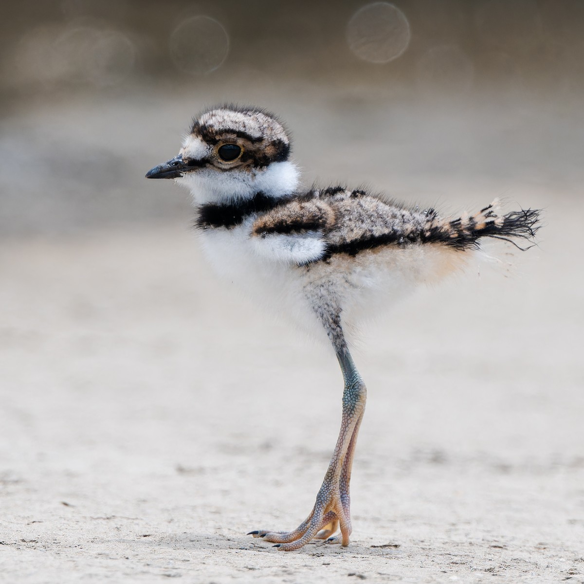 Killdeer - ML618575502