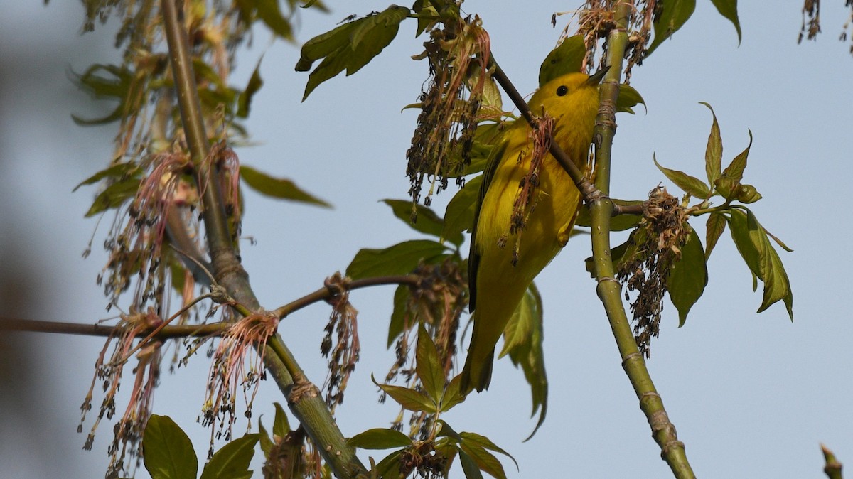 Yellow Warbler - Todd Norris