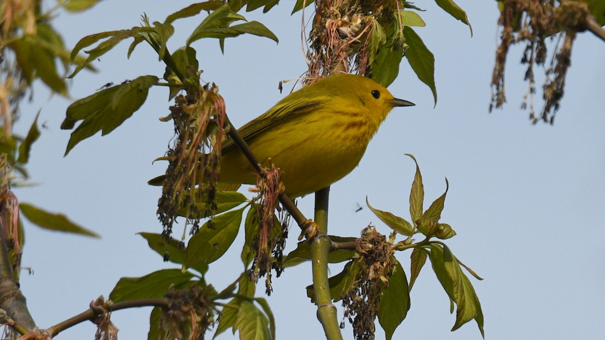 Yellow Warbler - Todd Norris