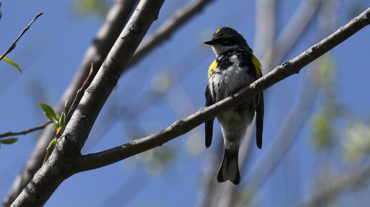 Yellow-rumped Warbler - Todd Norris