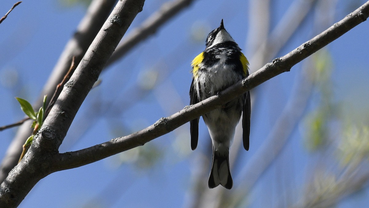 Yellow-rumped Warbler - Todd Norris