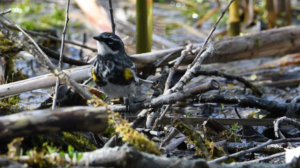 Yellow-rumped Warbler - Todd Norris