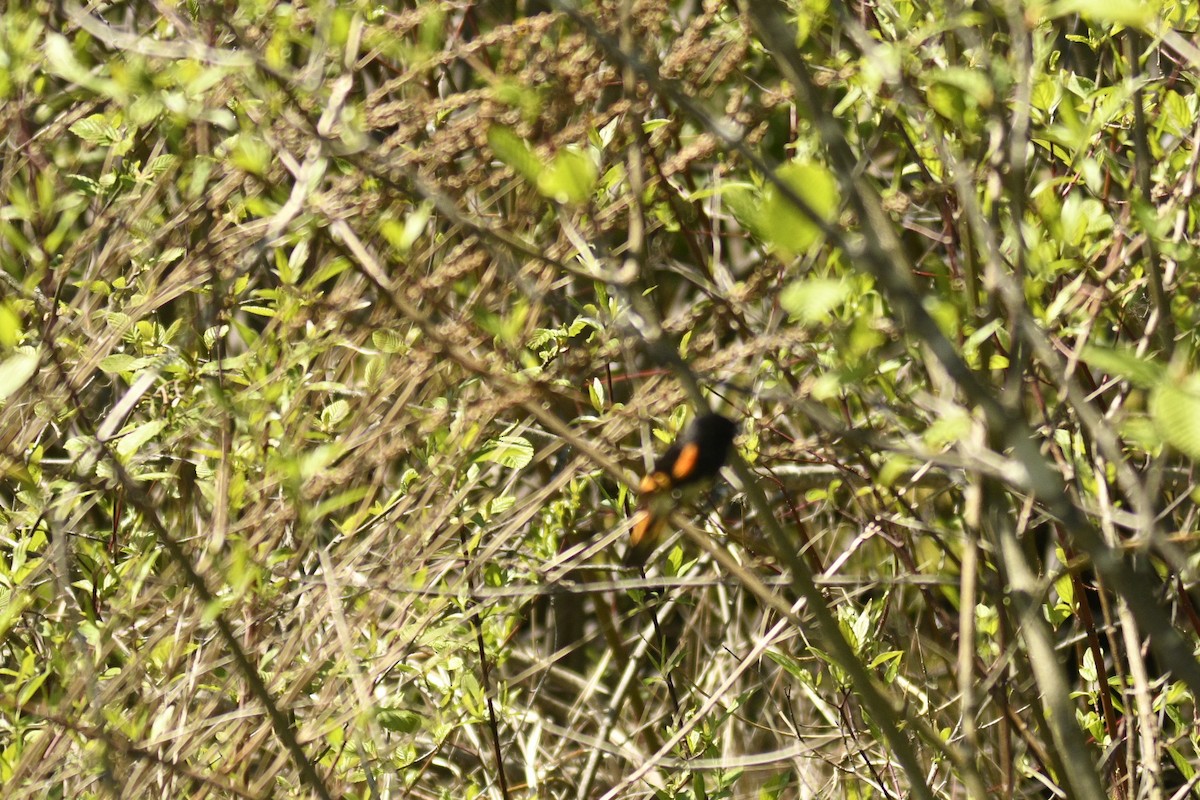 American Redstart - ML618575554