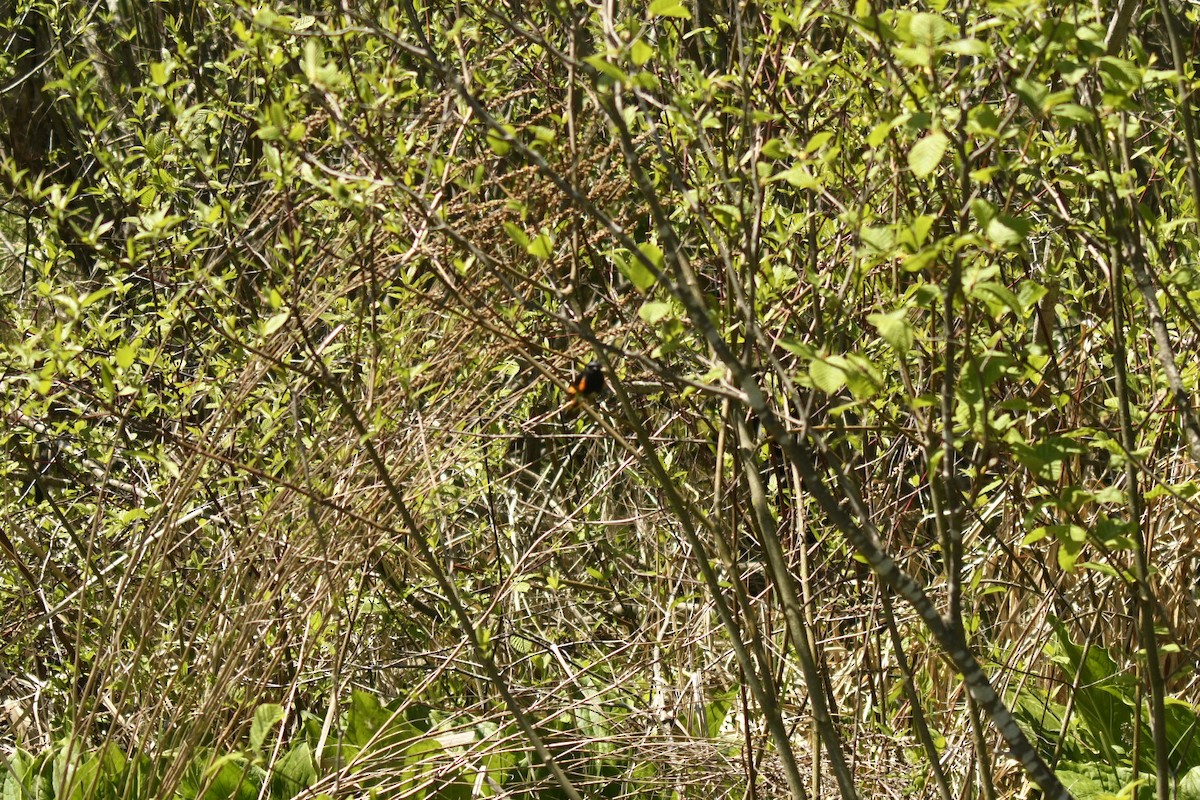 American Redstart - ML618575555