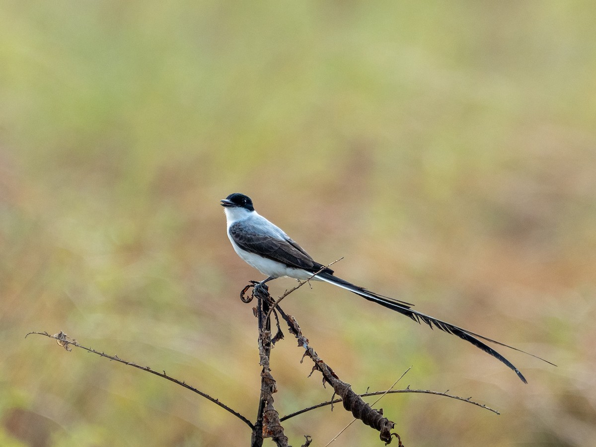 Gabelschwanz-Königstyrann - ML618575567