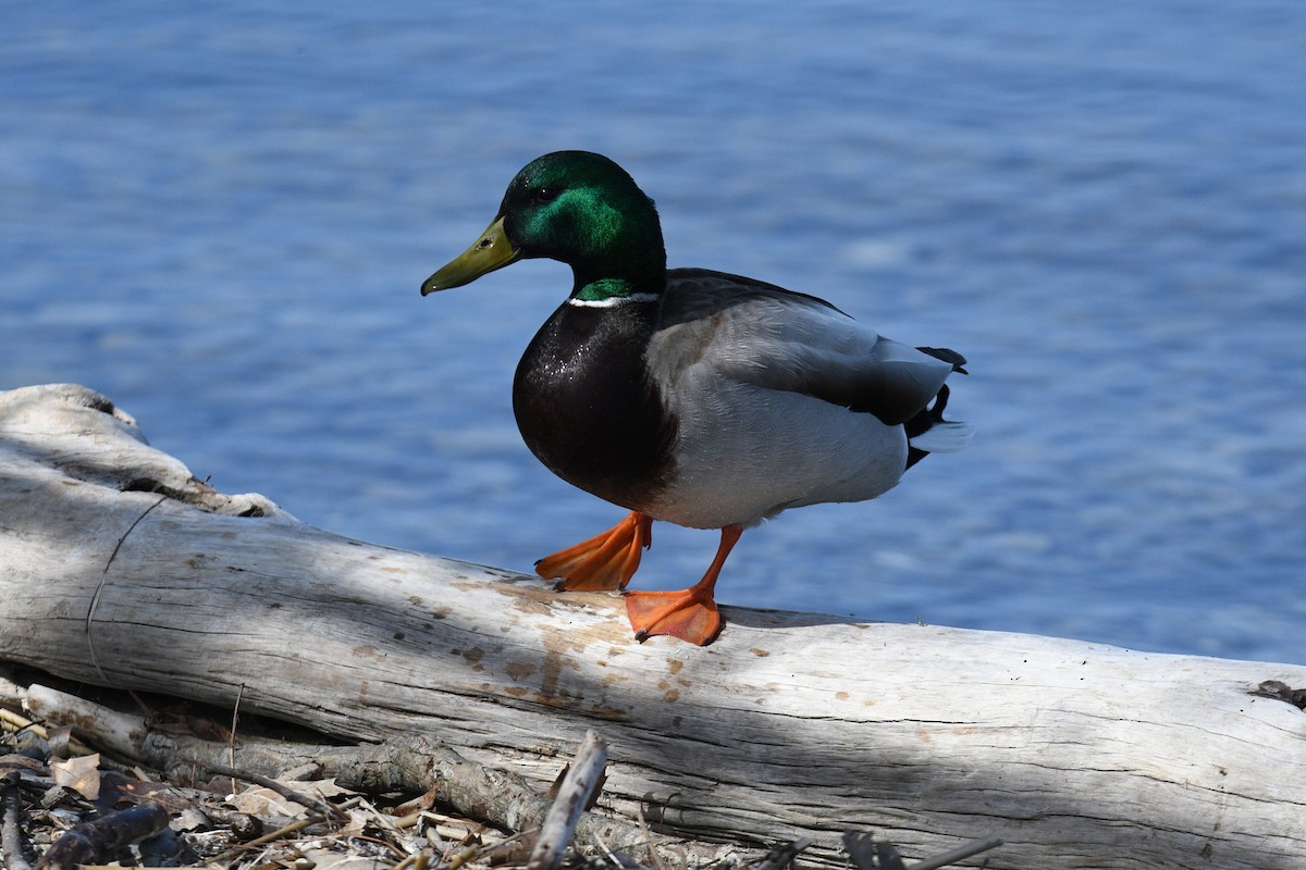 Mallard - Todd Norris