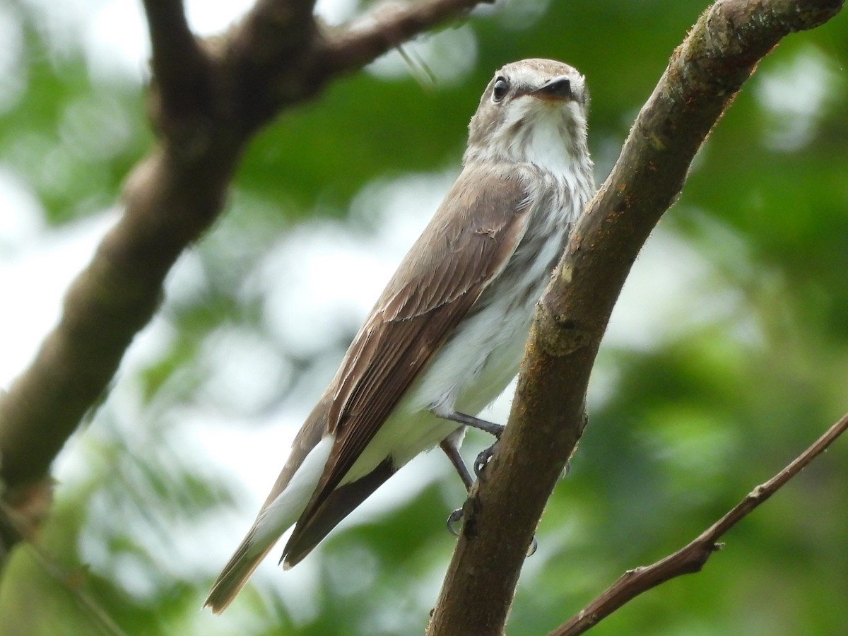 Gray-streaked Flycatcher - ML618575595