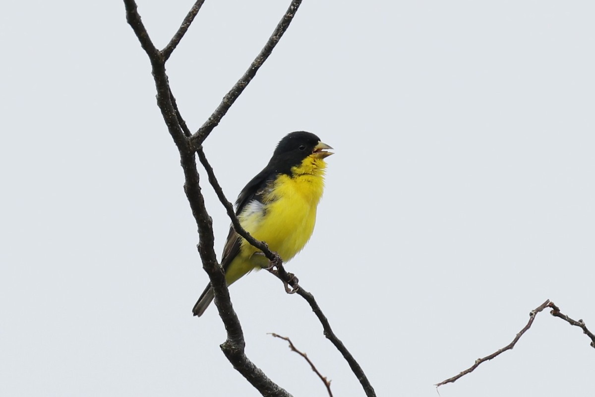 Lesser Goldfinch - ML618575599