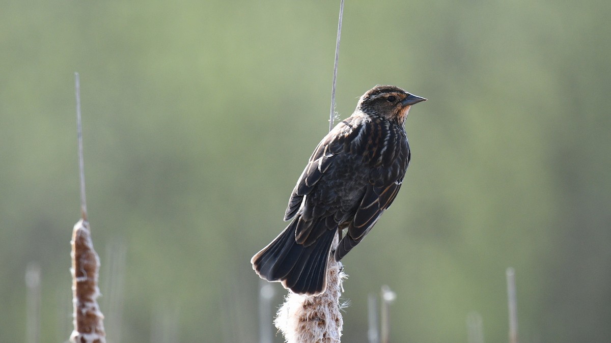 Red-winged Blackbird - Todd Norris