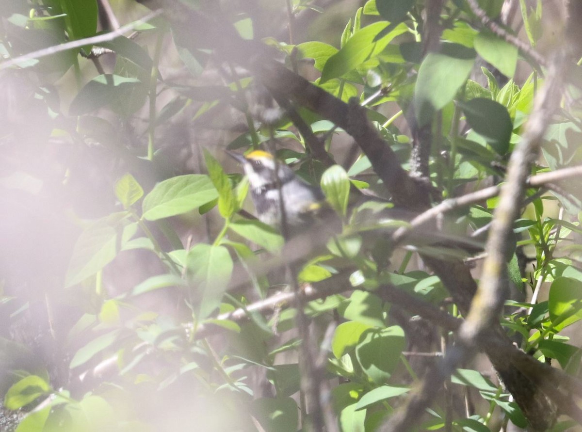 Golden-winged Warbler - Aaron Hywarren