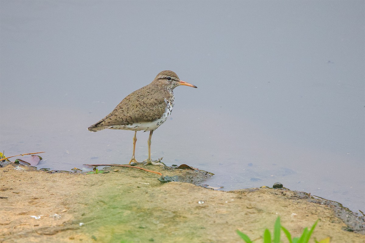 Spotted Sandpiper - Cody Little