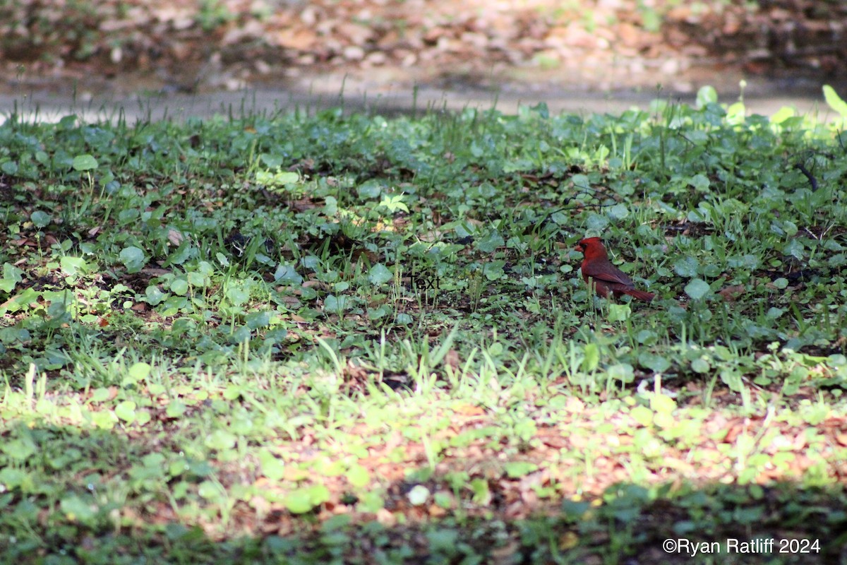 Northern Cardinal - Ryan R