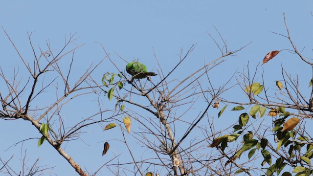 Blue-naped Parrot - ML618575728