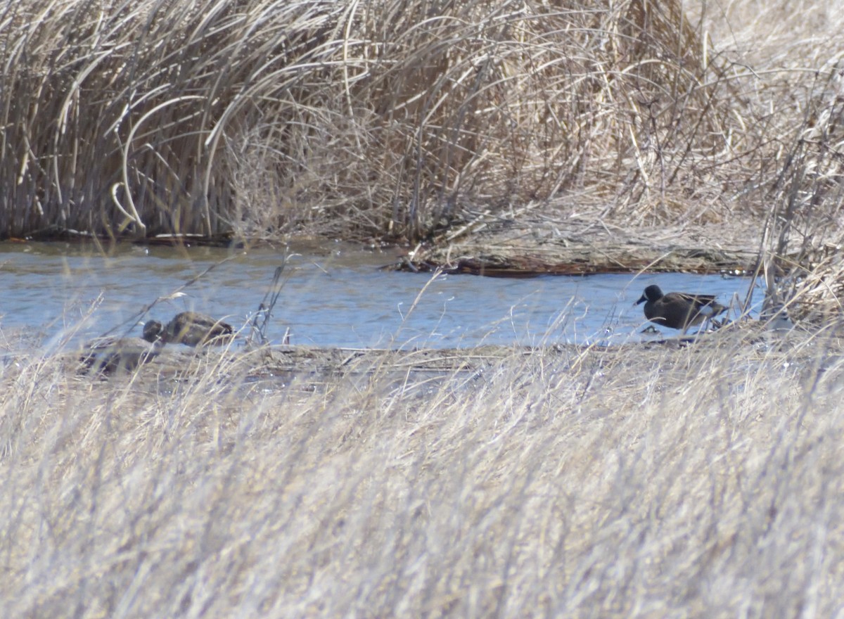 Blue-winged Teal - ML618575733