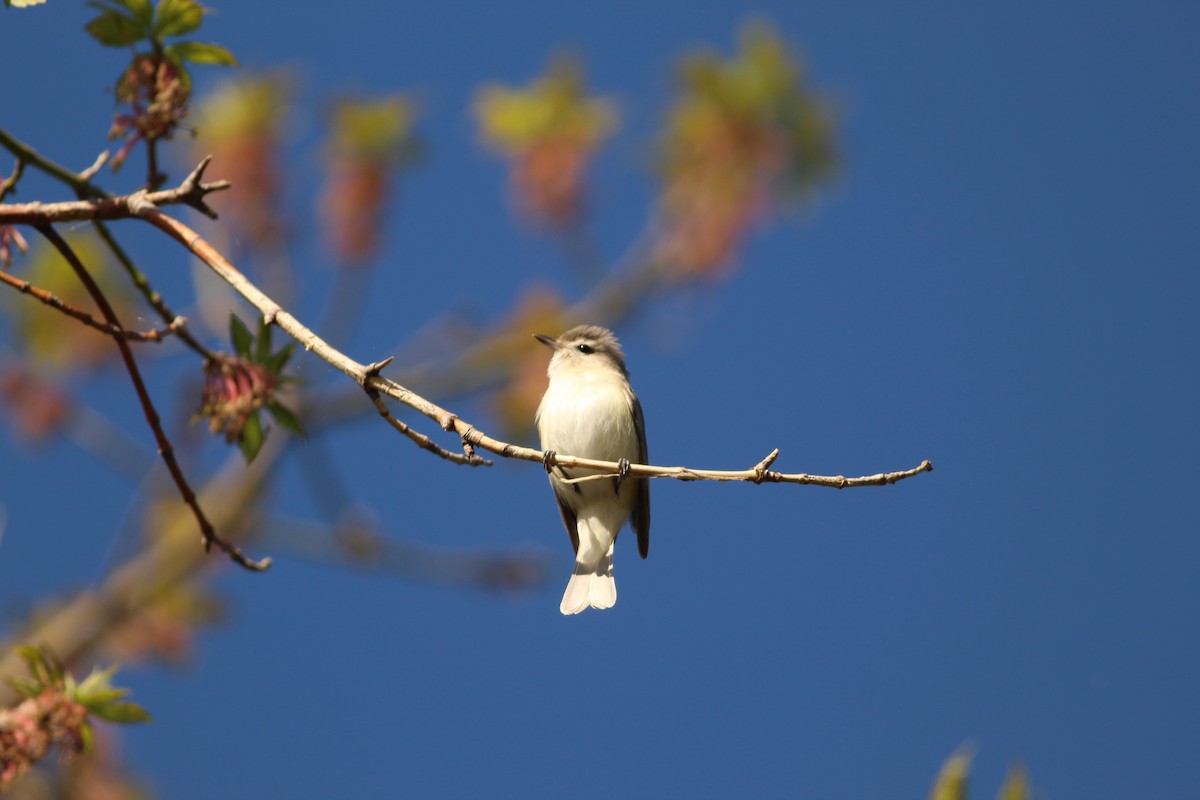 Warbling Vireo - ML618575735