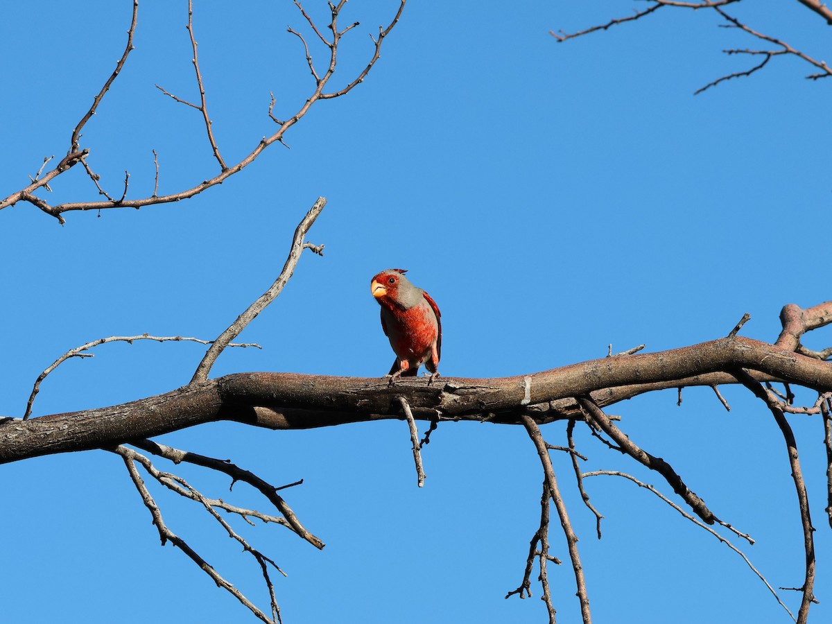 Pyrrhuloxia - Ariel Yuan