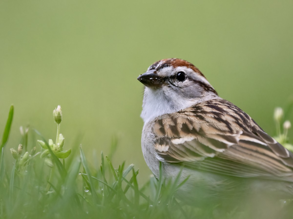 Chipping Sparrow - ML618575771