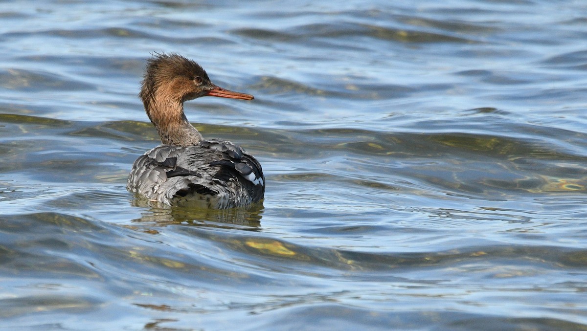 Red-breasted Merganser - Todd Norris