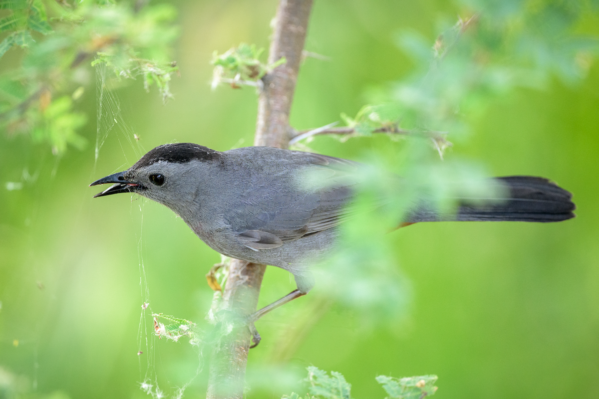 Gray Catbird - Frank Farese