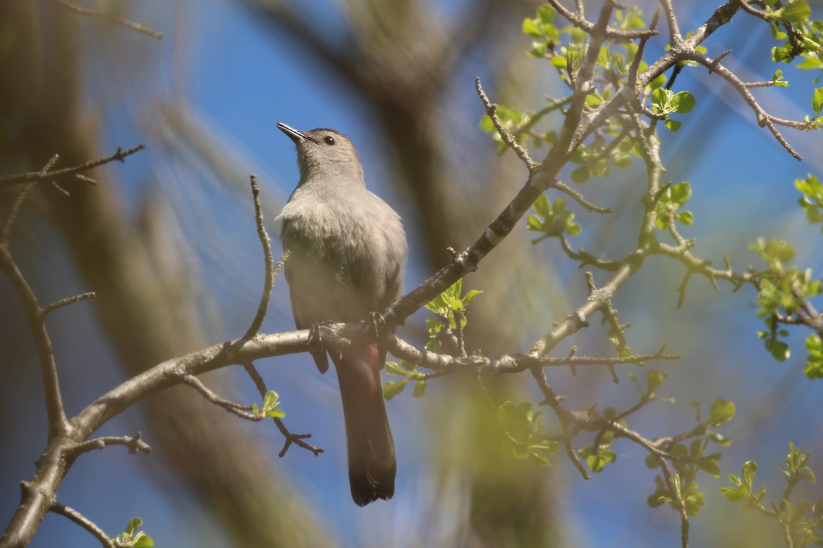 Gray Catbird - ML618575846