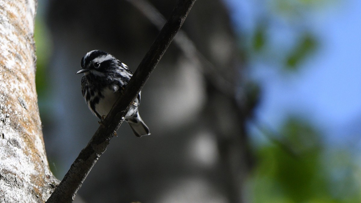 Black-and-white Warbler - Todd Norris