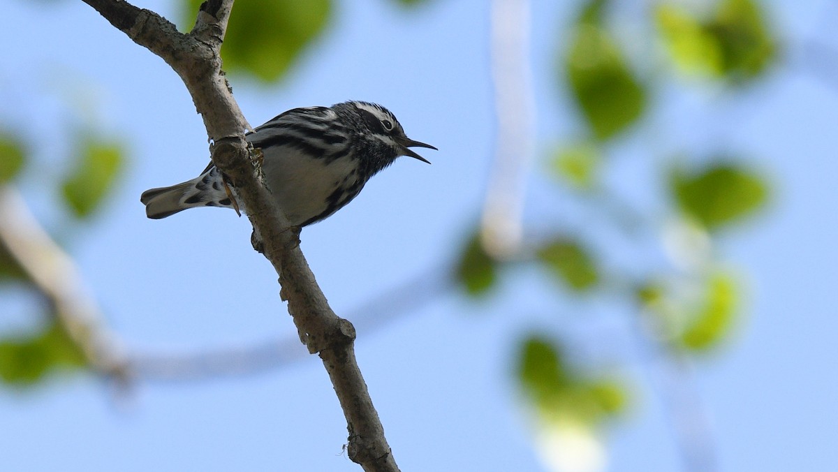 Black-and-white Warbler - Todd Norris