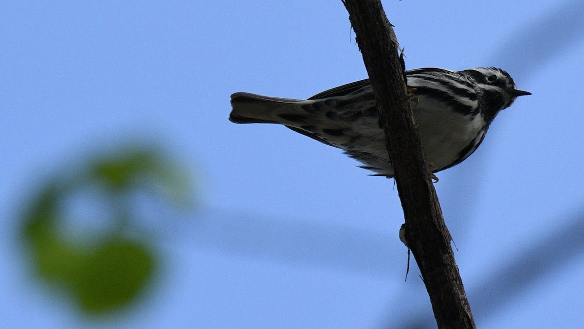 Black-and-white Warbler - Todd Norris