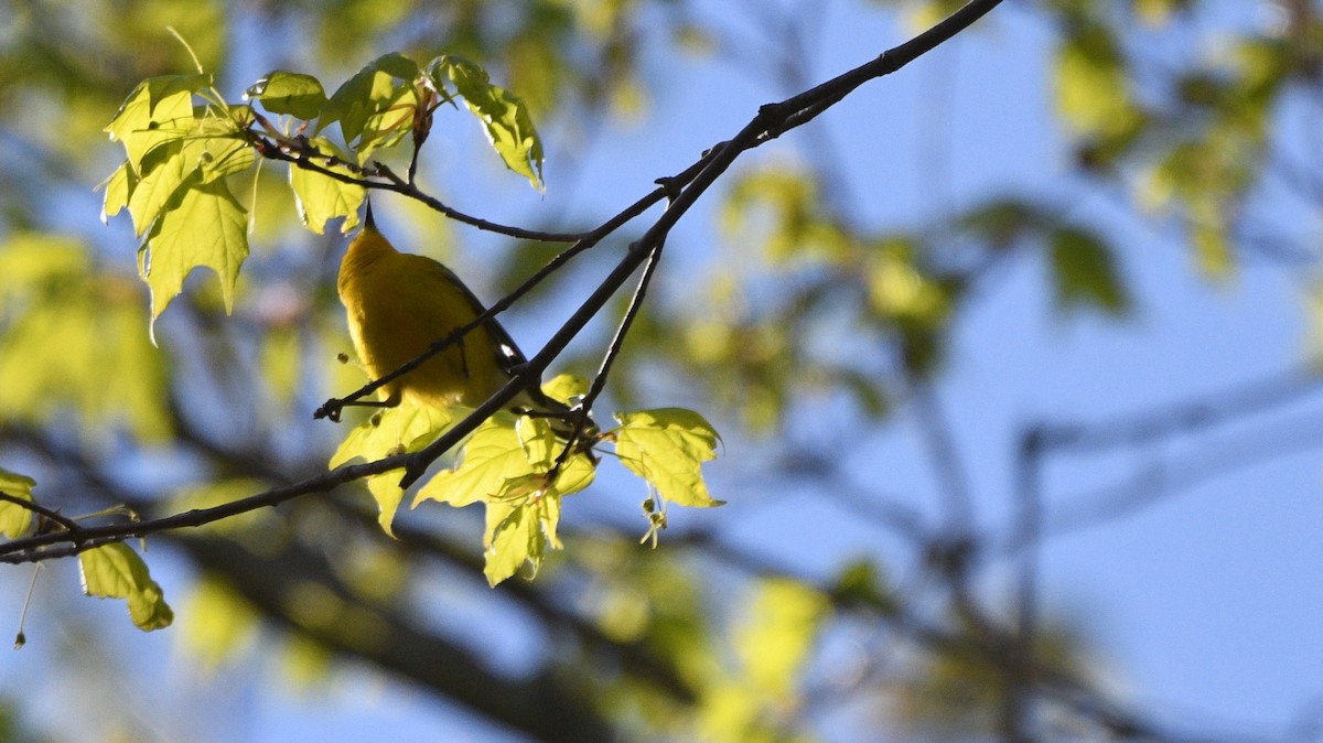 Blue-winged Warbler - Todd Norris