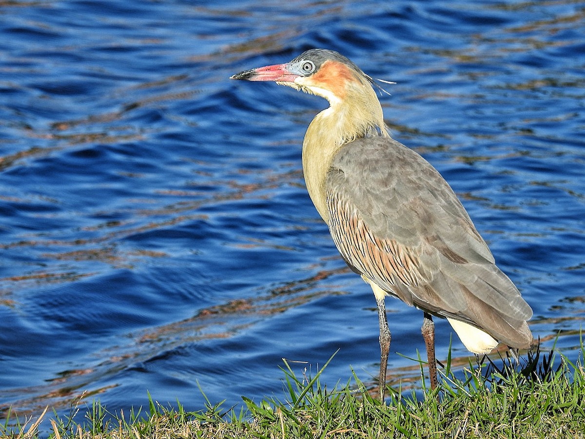 Whistling Heron - ML618575872