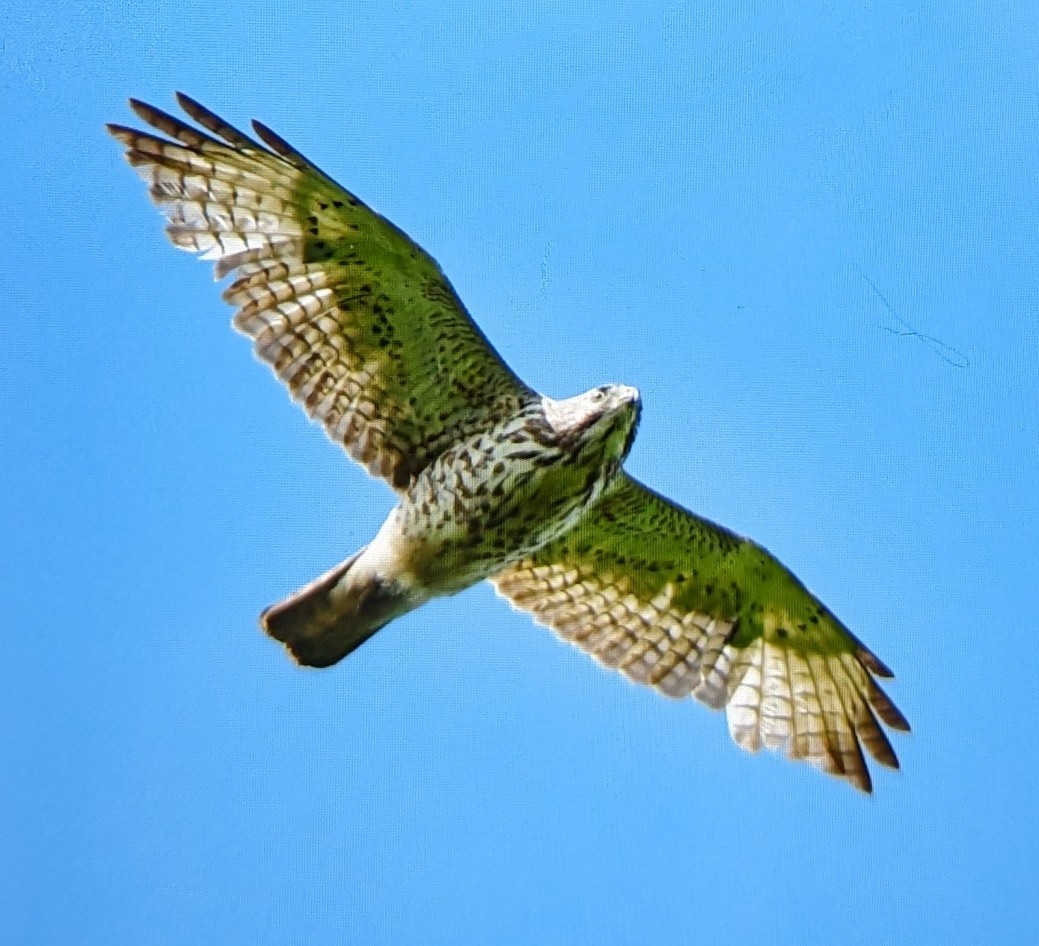 Broad-winged Hawk - Tammi Ventura