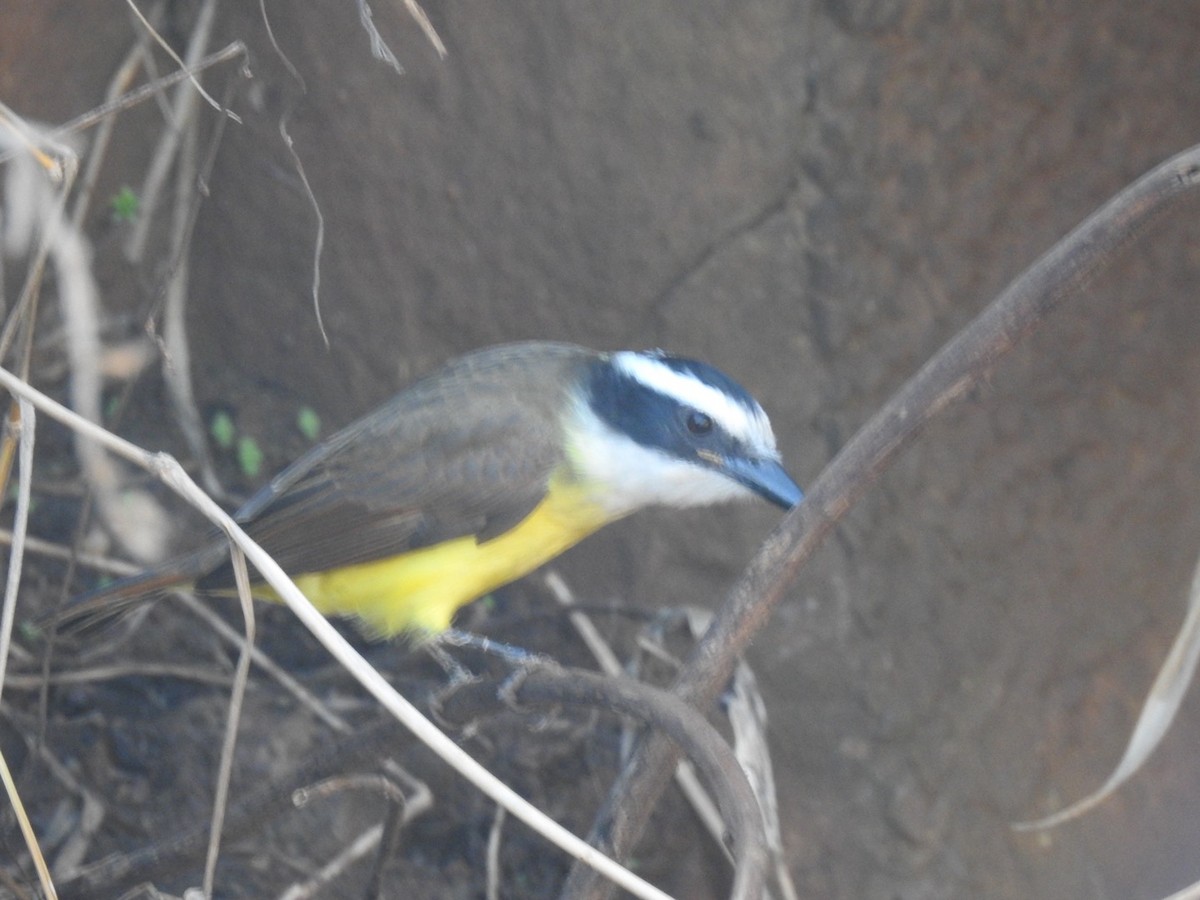 Great Kiskadee - ML618575911