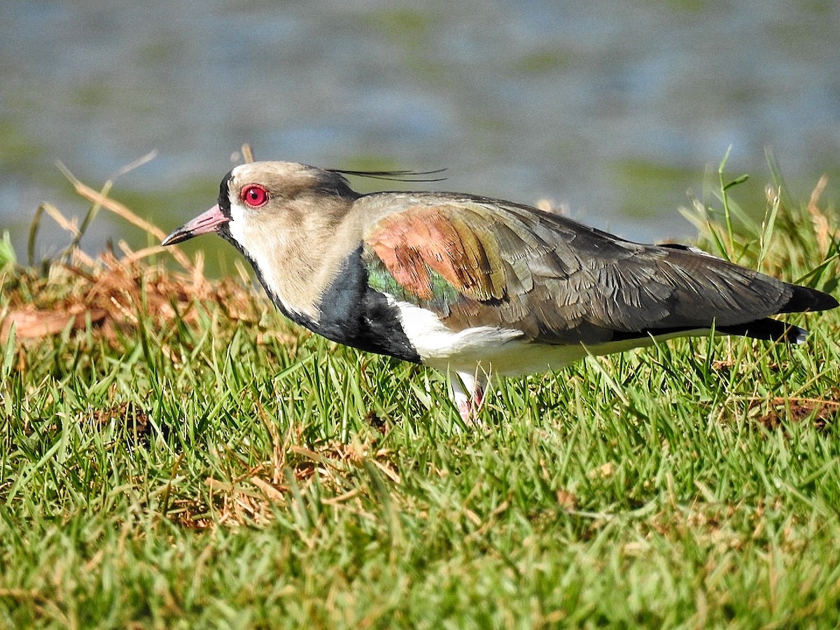 Southern Lapwing - ML618575921