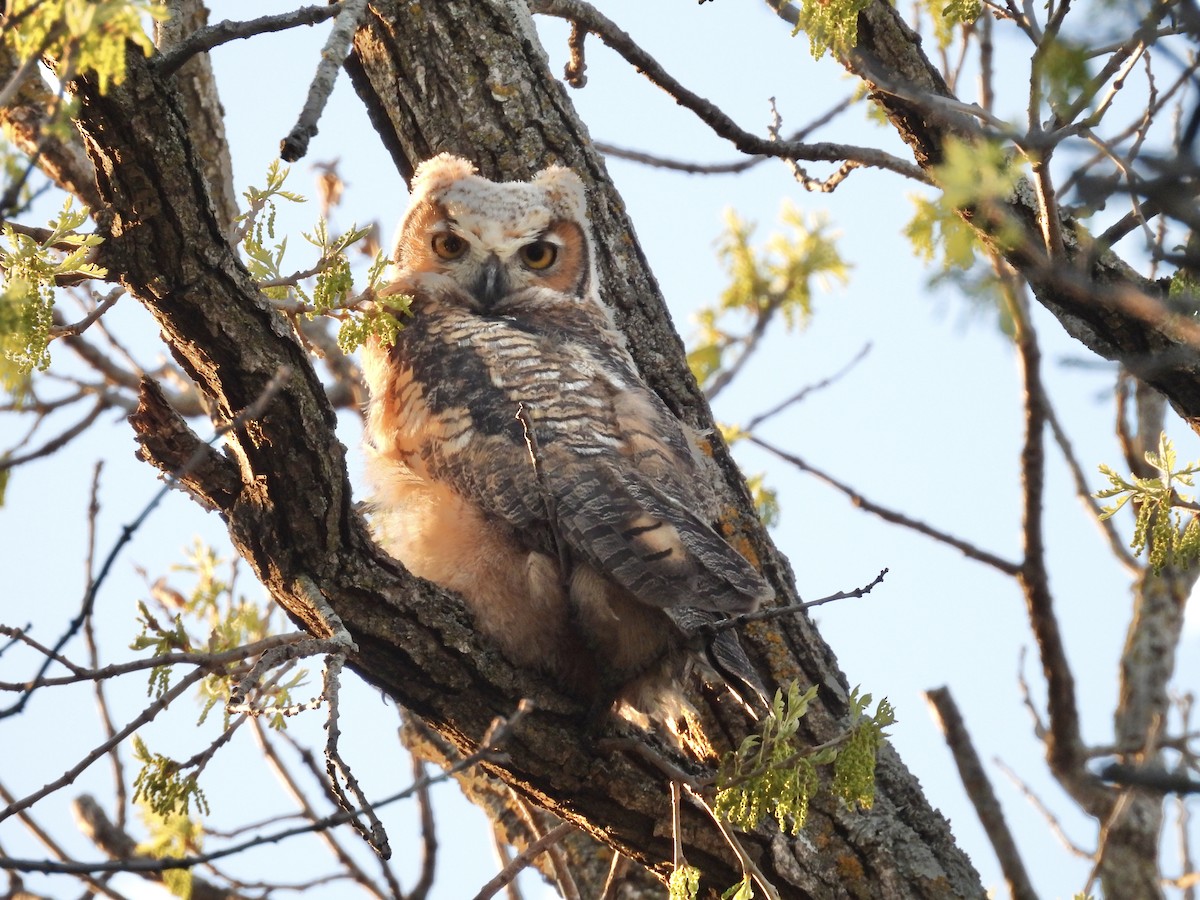 Great Horned Owl - Jae Flaherty