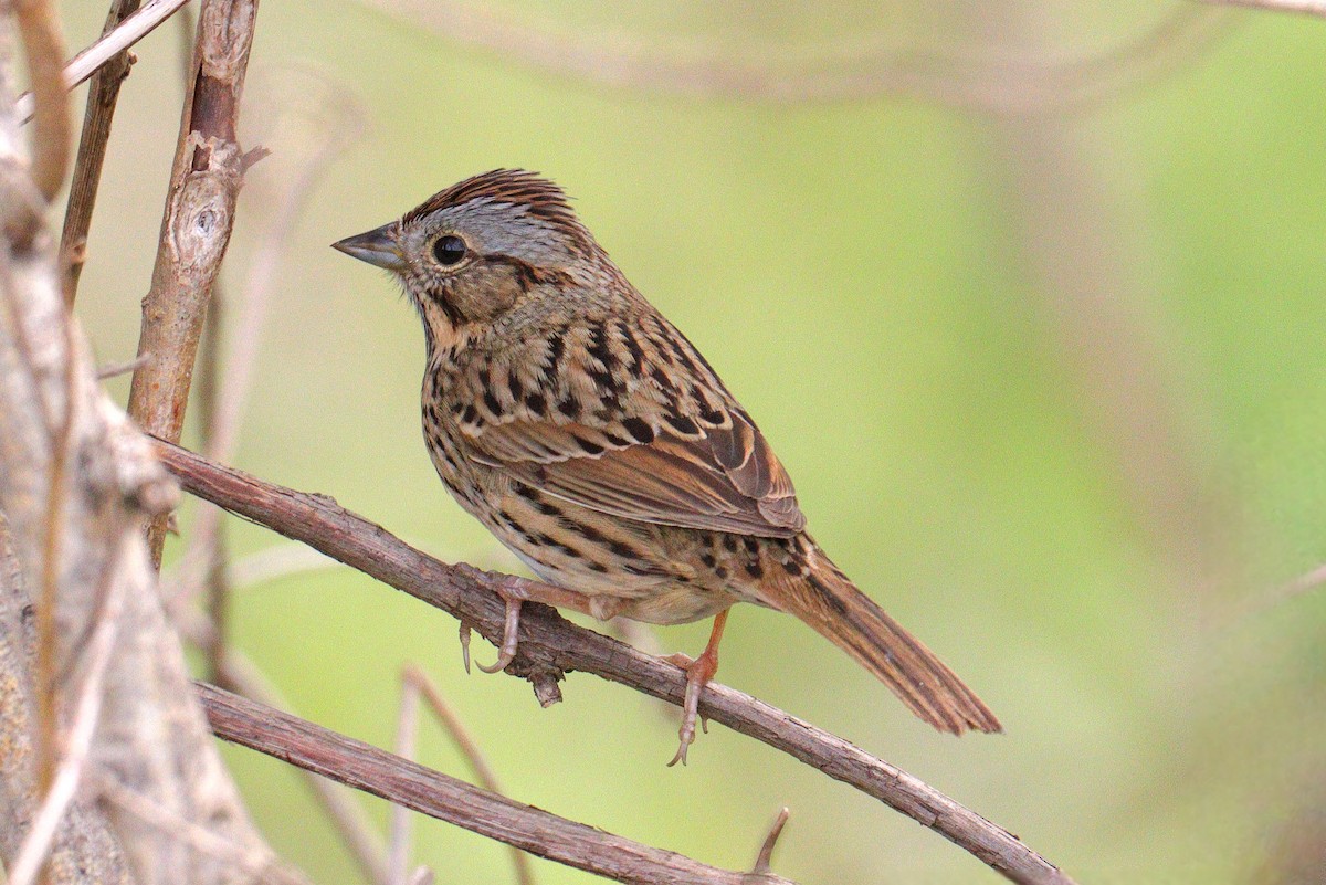 Lincoln's Sparrow - Anonymous
