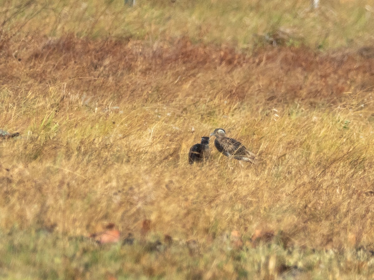 Crested Bobwhite - ML618575988