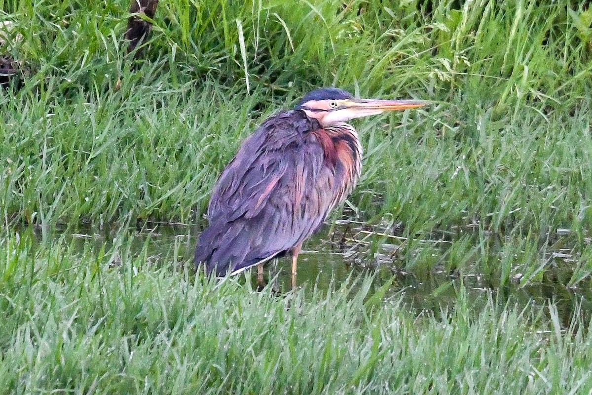 Purple Heron - Bill Asteriades