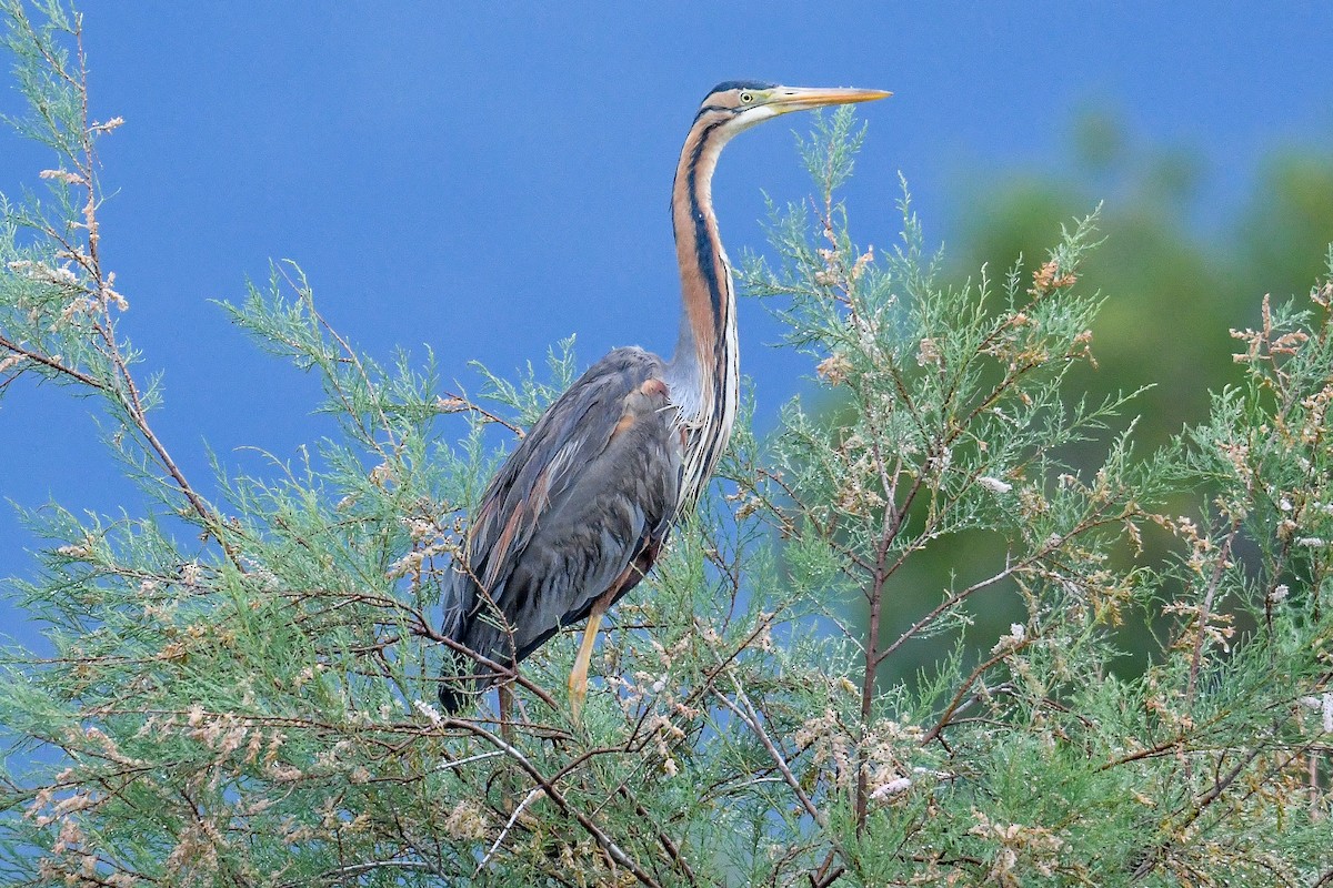 Purple Heron - ML618576009