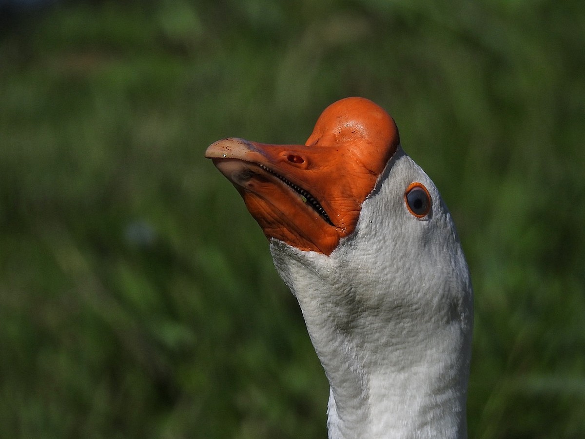 Swan Goose (Domestic type) - Leonardo Bordin