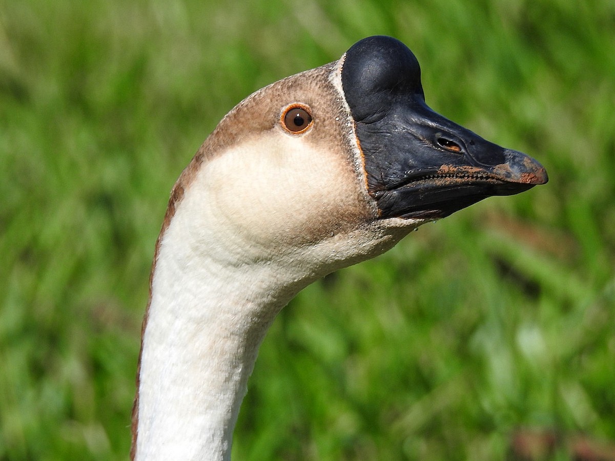 Swan Goose (Domestic type) - Leonardo Bordin