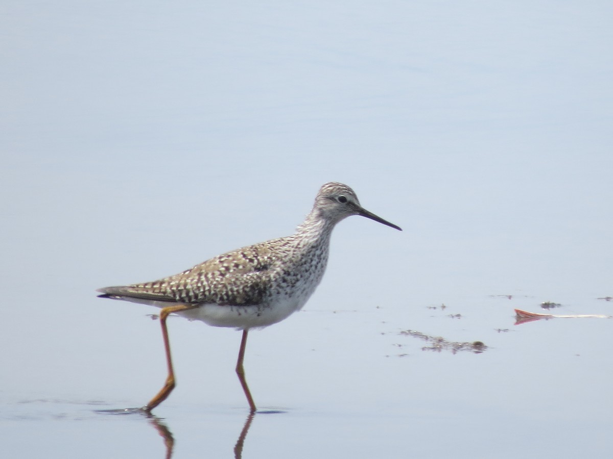 Lesser Yellowlegs - ML618576047