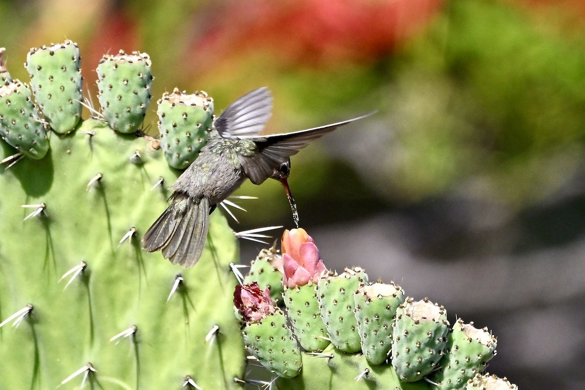 Colibri sombre - ML618576079