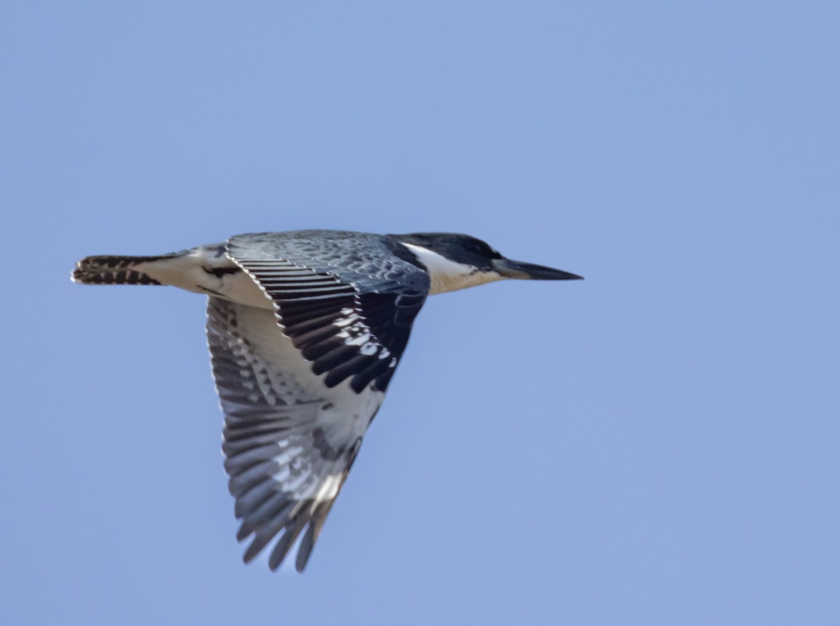 Belted Kingfisher - ML618576114
