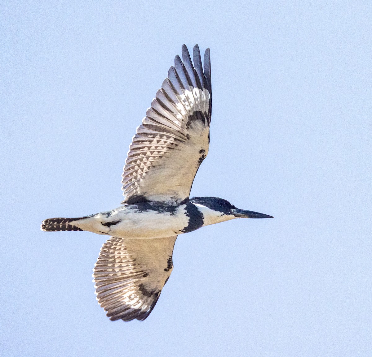 Belted Kingfisher - ML618576115