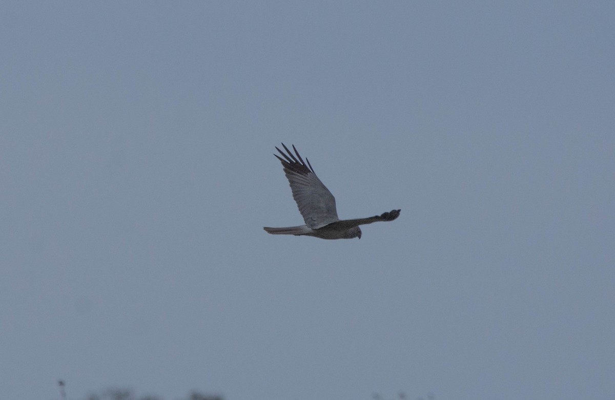 Hen Harrier - ML618576168