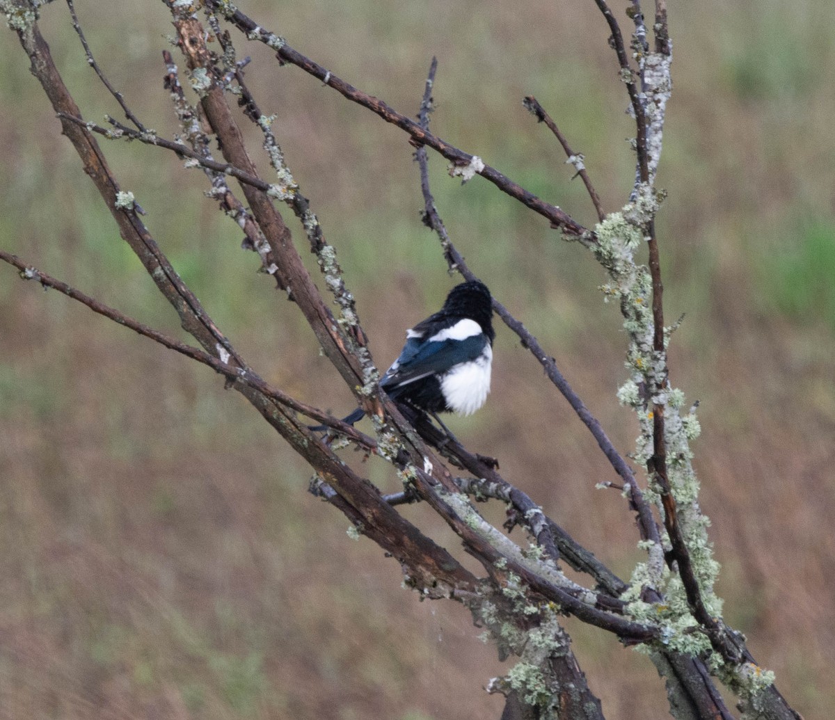 Eurasian Magpie - ML618576189