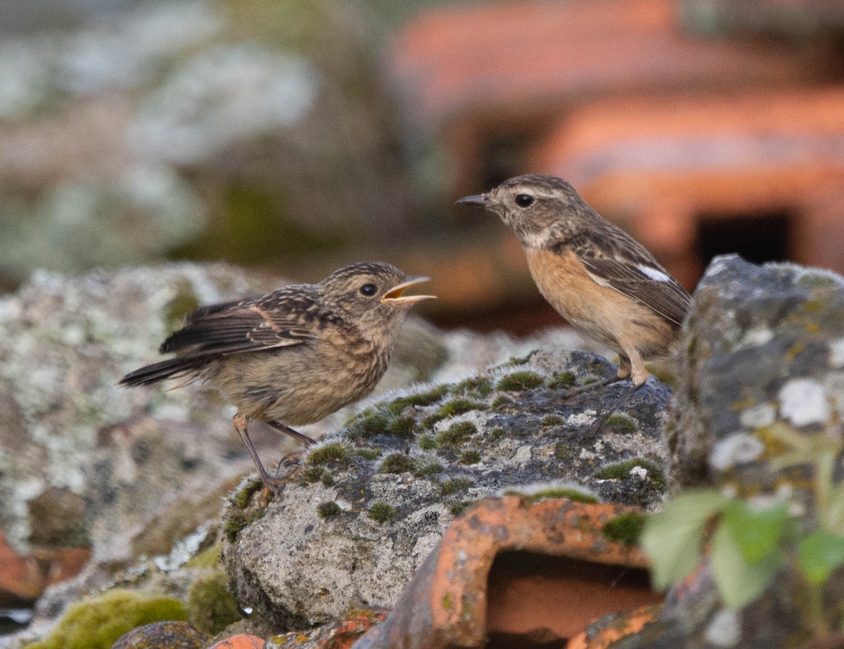 European Stonechat - ML618576194