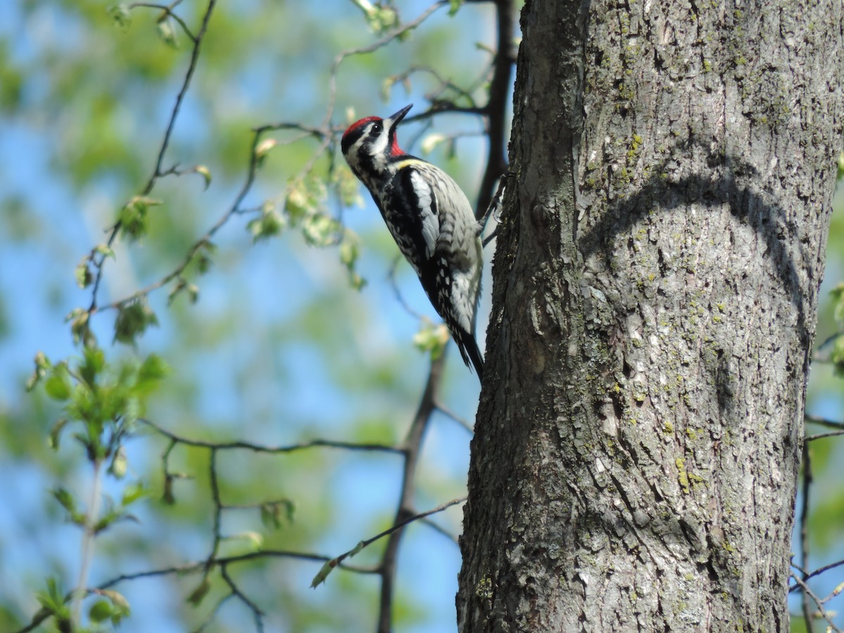 Yellow-bellied Sapsucker - Rick Bird