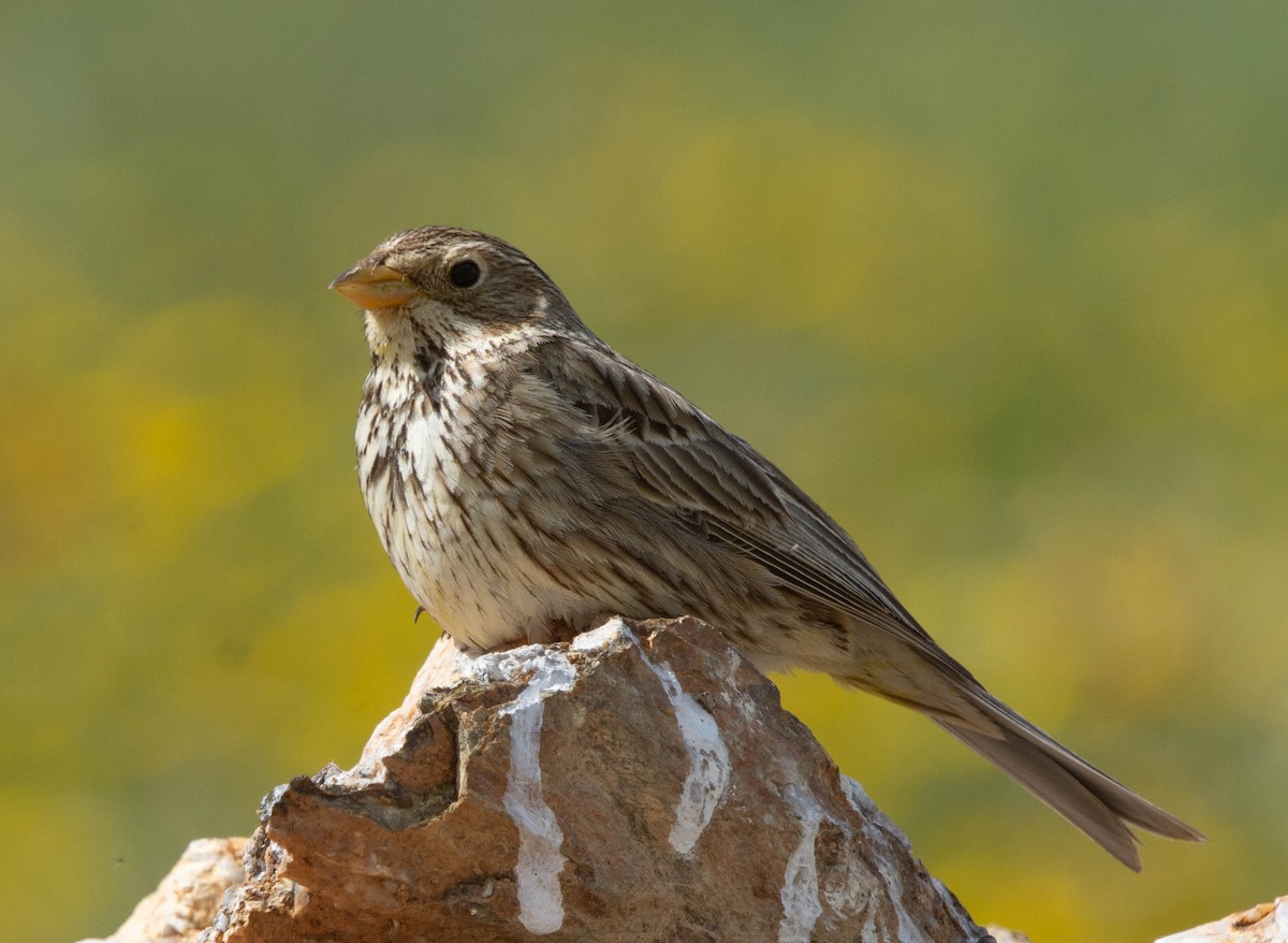 Corn Bunting - João  Esteves