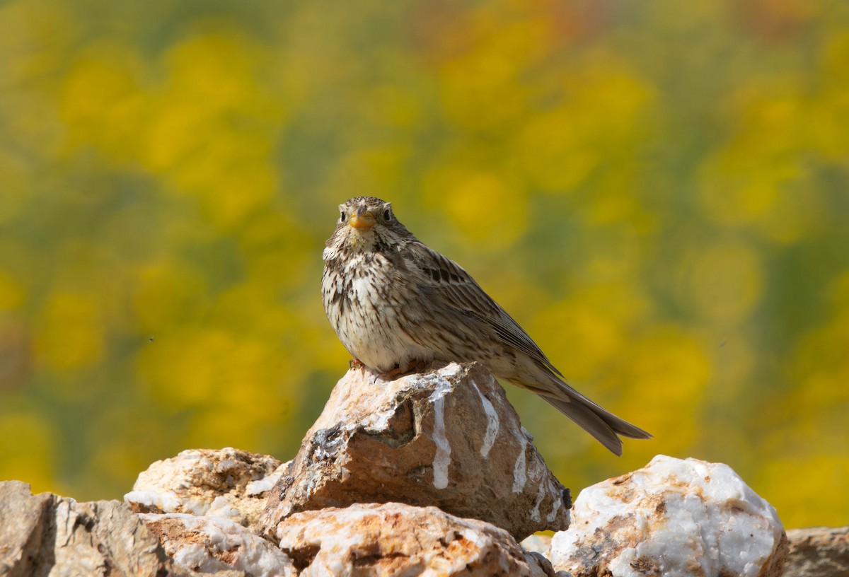 Corn Bunting - ML618576233