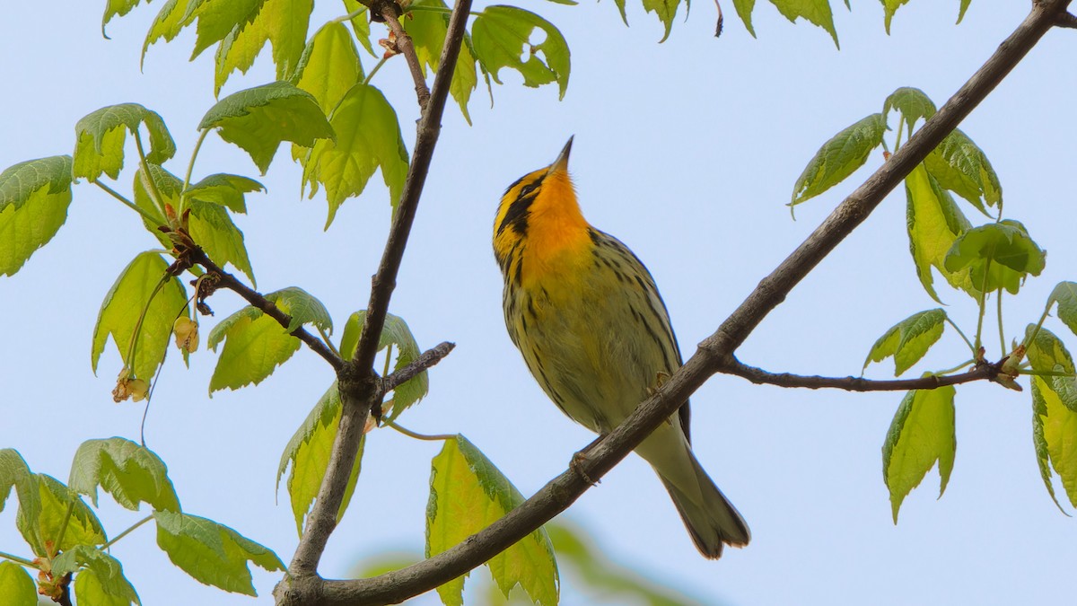 Blackburnian Warbler - Bob Scheidt